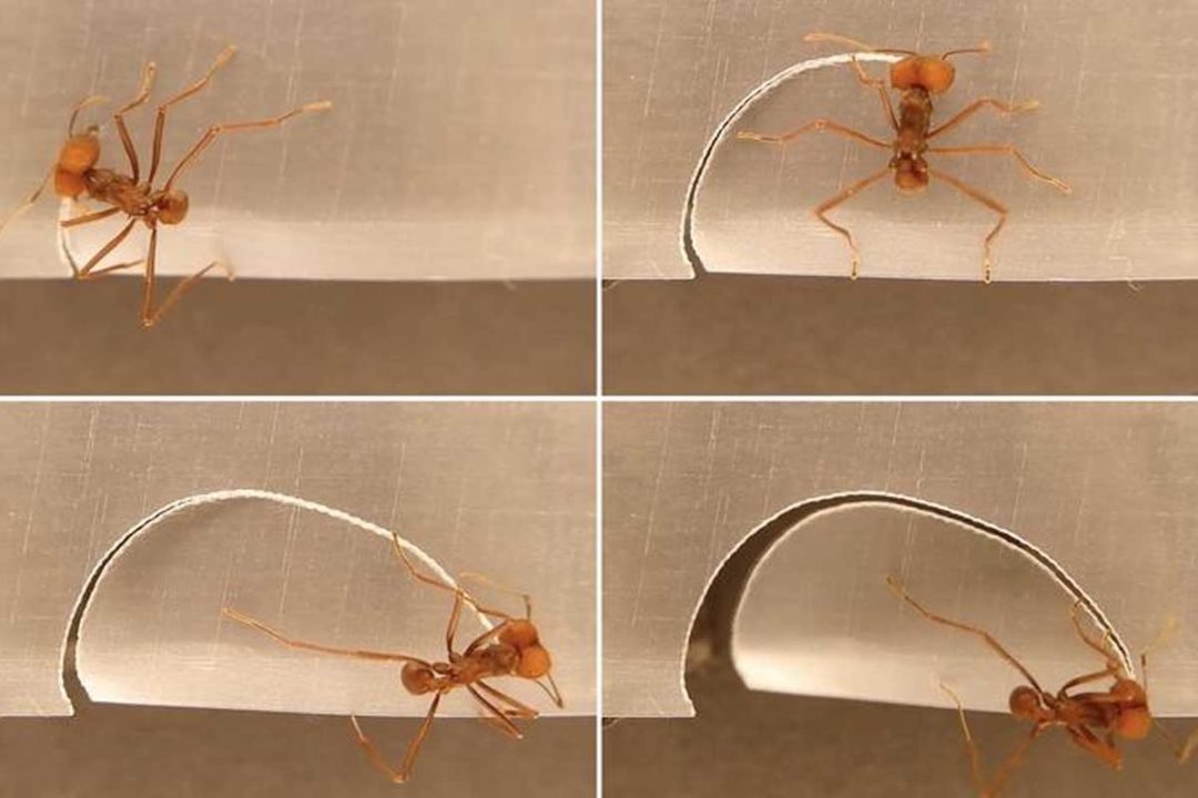 Ako vedia listorezné mravce aký veľký kus odhryznúť?