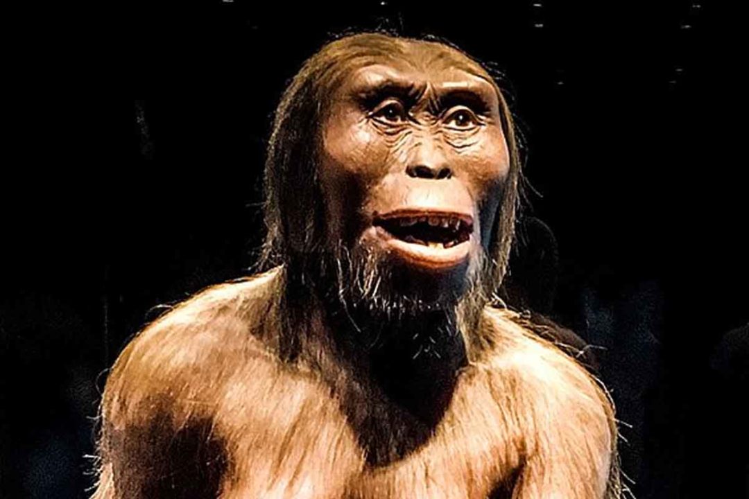 Australopitek Lucy chodila spôsobom, aký už na planéte nem obdobu