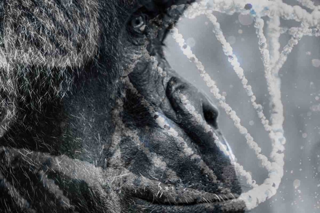 Vedci cez genómy žijúcich primátov skúmali evolúciu človeka