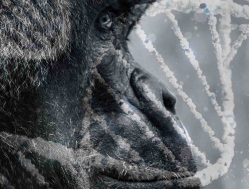 Vedci cez genómy žijúcich primátov skúmali evolúciu človeka