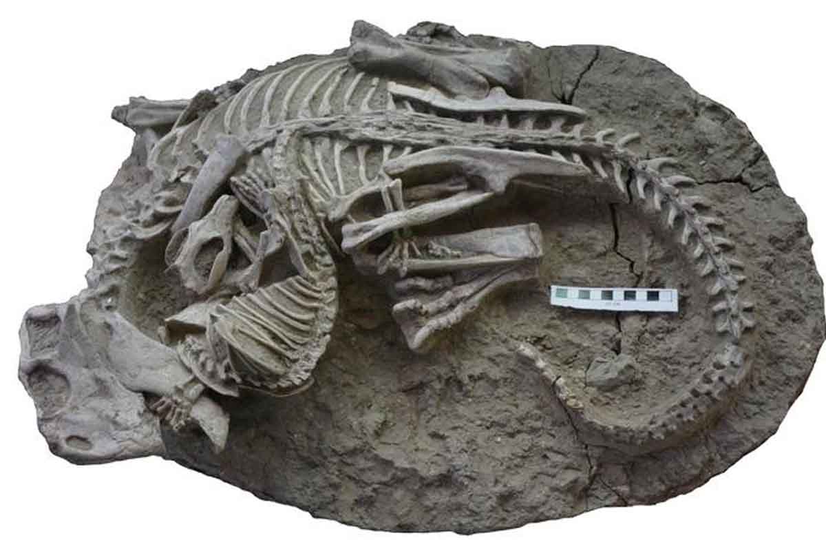 Dinosaury mali svojich predátorov, čo ukazuje mimoriadne vzácna fosília.