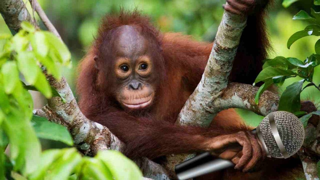 orangutan disko