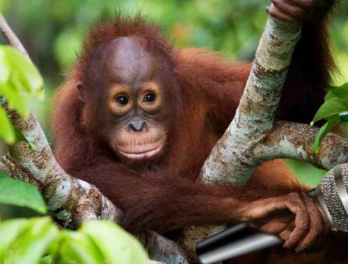 orangutan disko