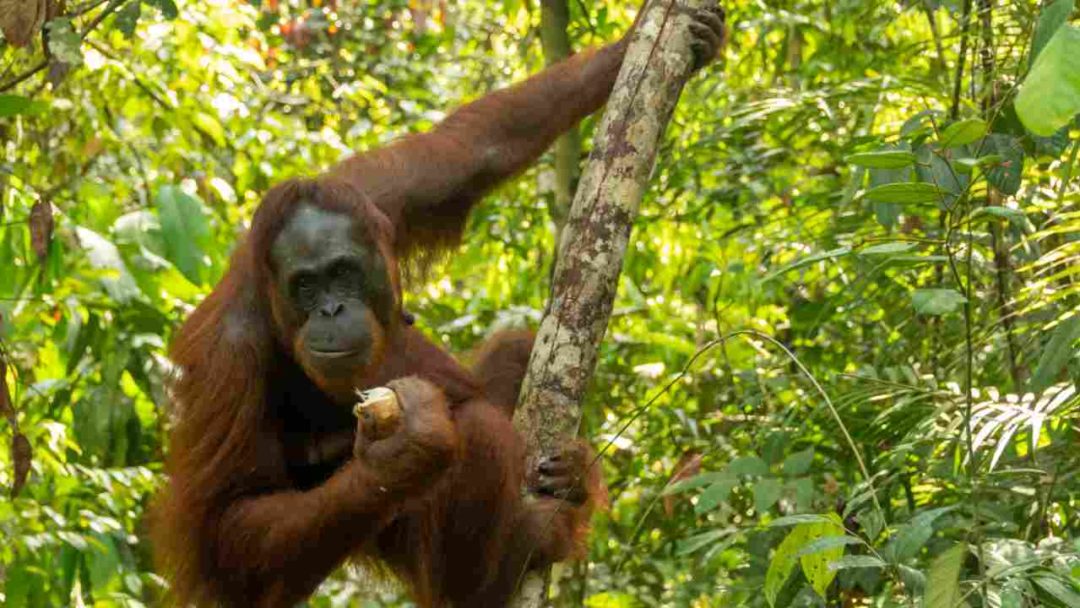orangutan je jedlo