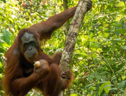 orangutan je jedlo