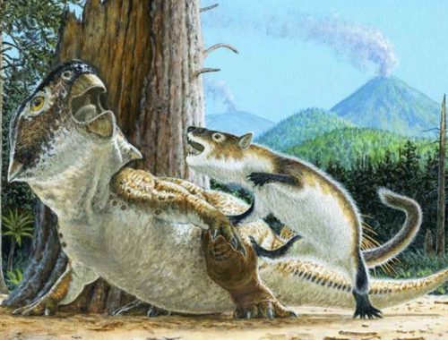 Dinosaury mali svojich predátorov, čo ukazuje mimoriadne vzácna fosília.