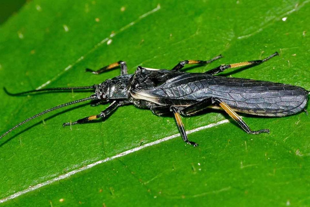 Takýmto zaujímavým spôsobom dokážu muchy oklamať svojich predátorov