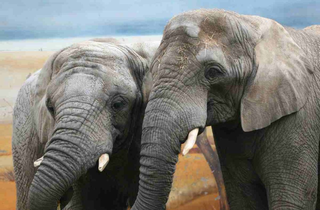slony