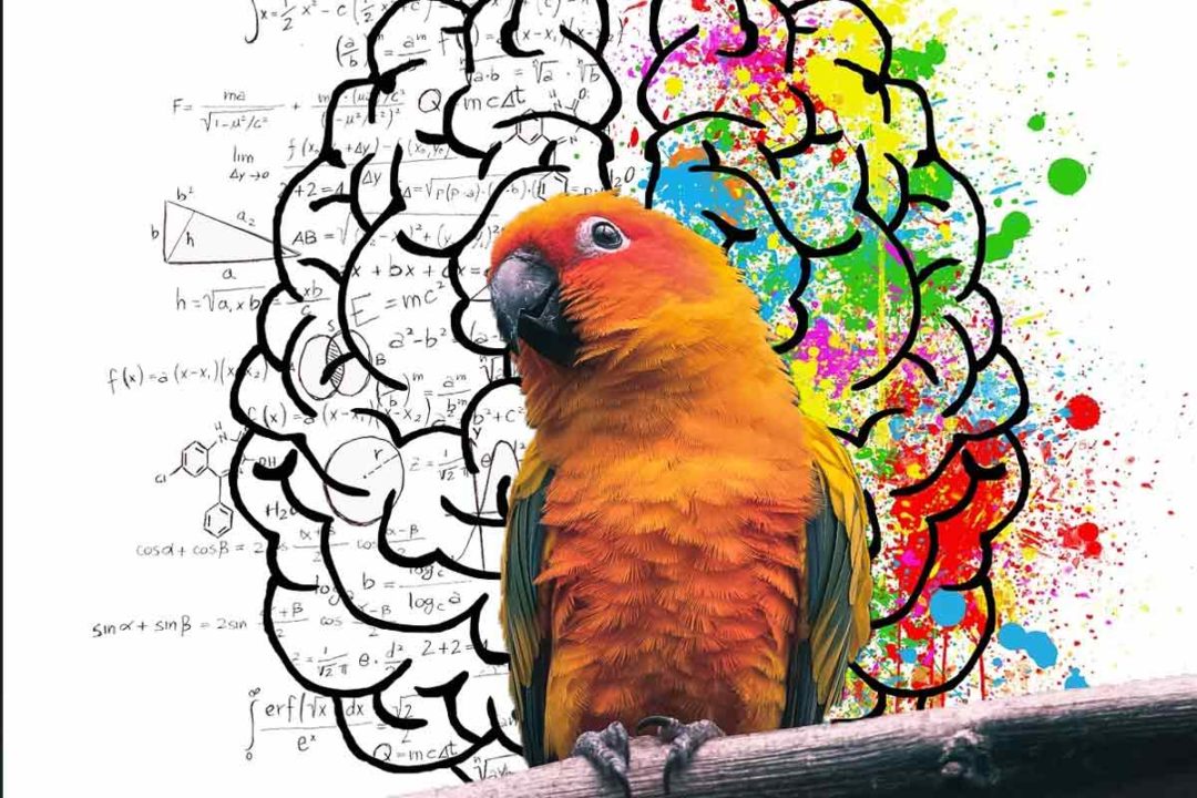 Vtáky, ktoré sa vedia učiť nové zvuky, sú múdrejšie ako iné.