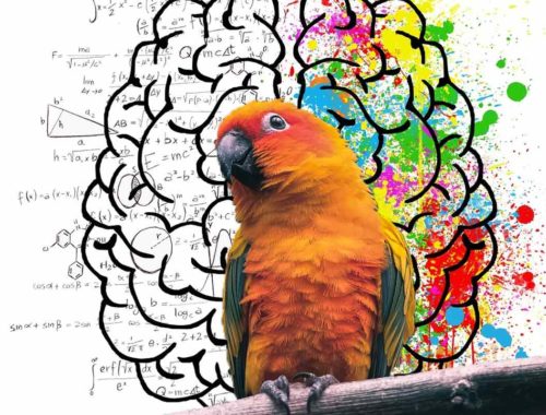 Vtáky, ktoré sa vedia učiť nové zvuky, sú múdrejšie ako iné.