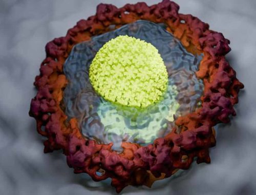 HIV vírus používa sofistikovanú metódu na to, aby prenikol do jadra imunitných buniek
