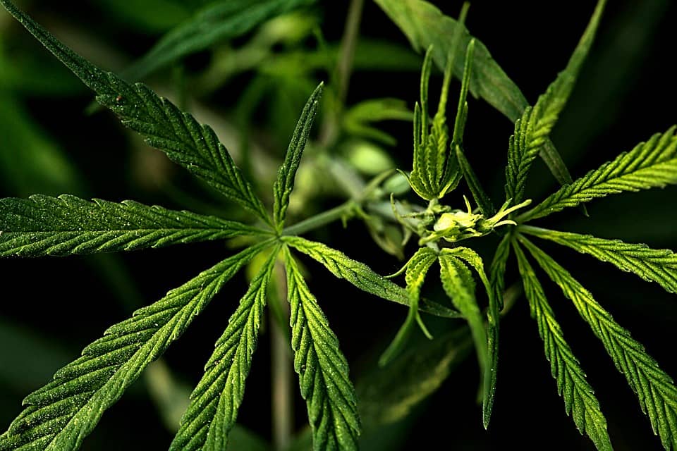 marihuana kanabis weed-3545217_960_720