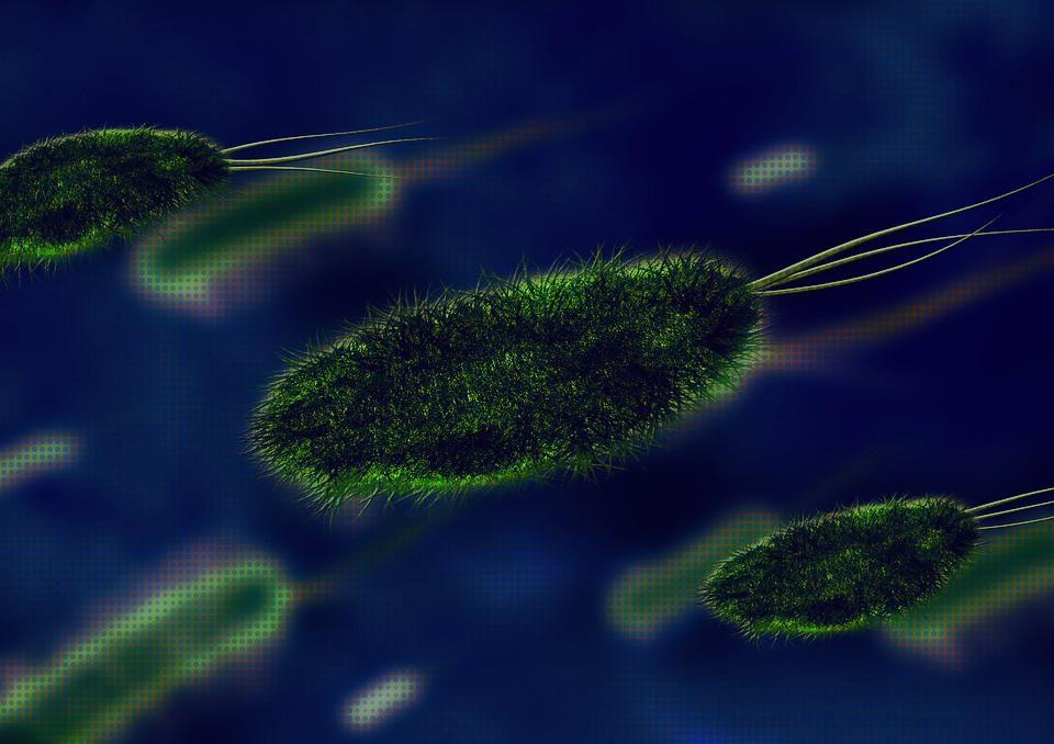 bakteria bacteria-106583_960_720