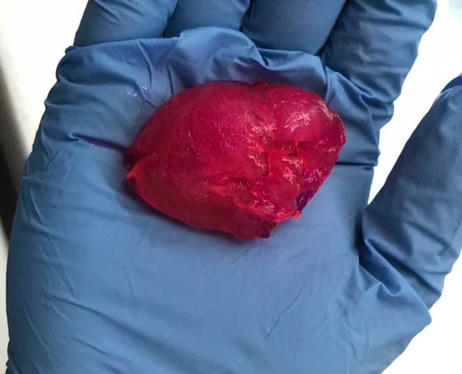 BIOLIFE4D 3D vytlacene srdce