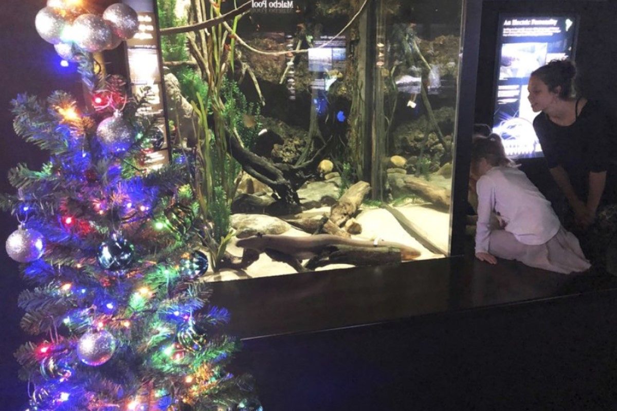 tennessee akvarium elektricky uhor zasvietil vianocny stromcek_opt