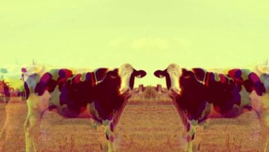 naklonovanie kravy