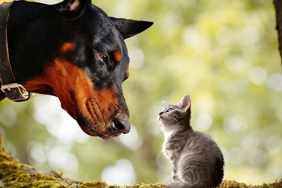 Ktorý domáci miláčik je múdrejší? Pes, alebo mačka?