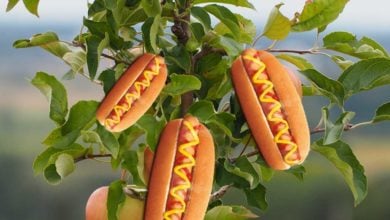 hotdog rastlinneho povodu