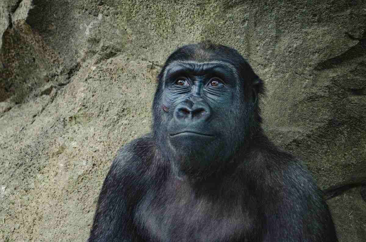 Časť DNA môže hovoriť o tom, prečo sú ľudia odlišní od šimpanzov