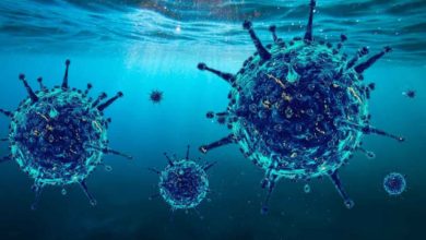 Vedci zaznamenali rekordné množstvo nových vírusov