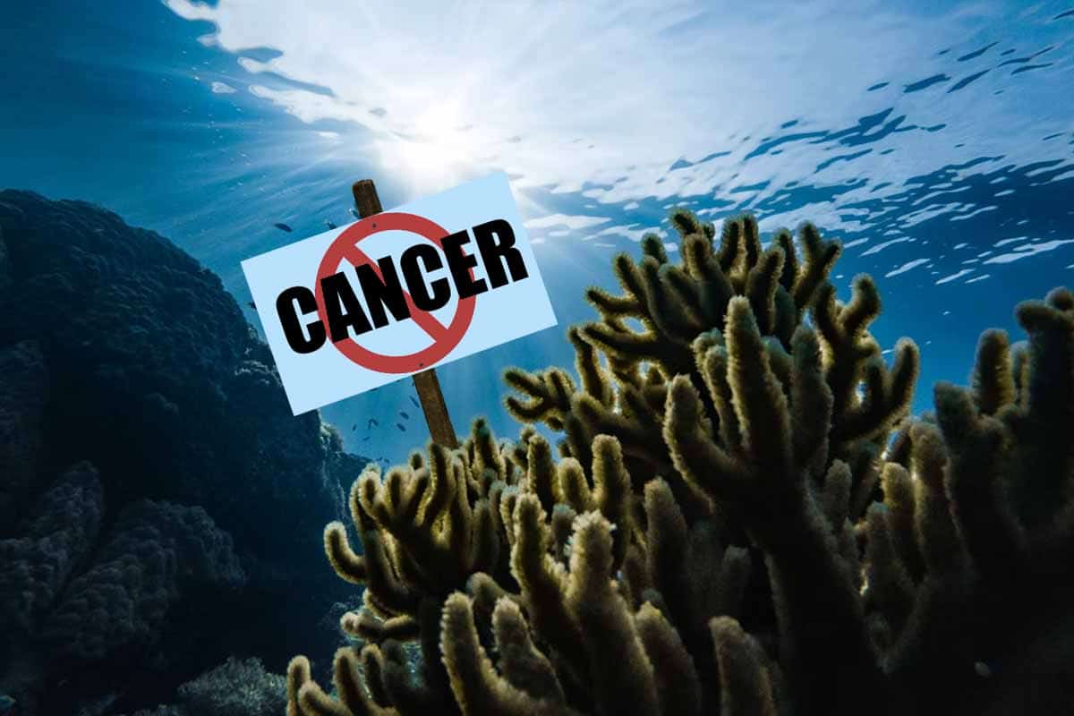 Druh mäkkých koralov v sebe ukrýva možný liek proti rakovine