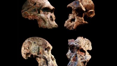 Fosílie Australopitekov sú oveľa staršie, než sa predpokladalo