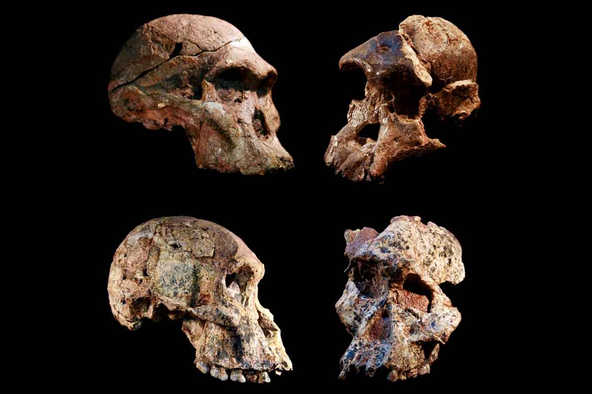 Fosílie Australopitekov sú oveľa staršie, než sa predpokladalo