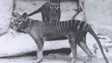 Človek hral pri vyhynutí tasmánskeho tigra hlavnú úlohu. Podarí sa ľudstvu vrátiť ho späť?