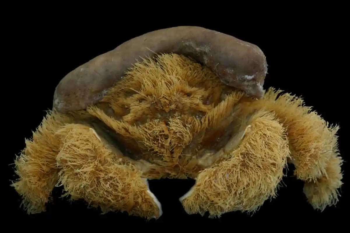 Tento krab si oblieka huby ako čiapku.