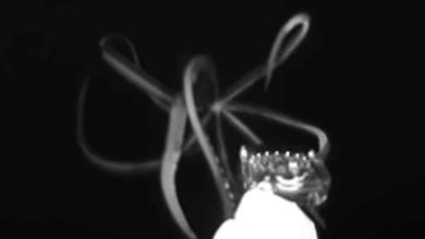 Vedci zachytili prvé video útoku obrej chobotnice