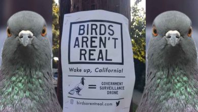 "Vtáky nie sú skutočné" je hnutie, ktoré začalo ako spontánny vtip na éru bláznivých konšpiračných teórií