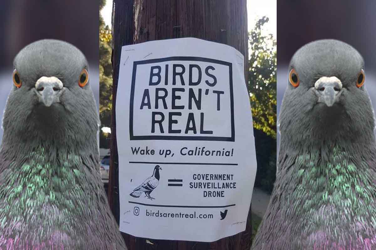 "Vtáky nie sú skutočné" je hnutie, ktoré začalo ako spontánny vtip na éru bláznivých konšpiračných teórií