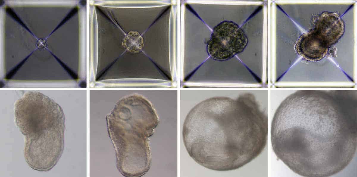 Vedci vytvorili syntetické embryo