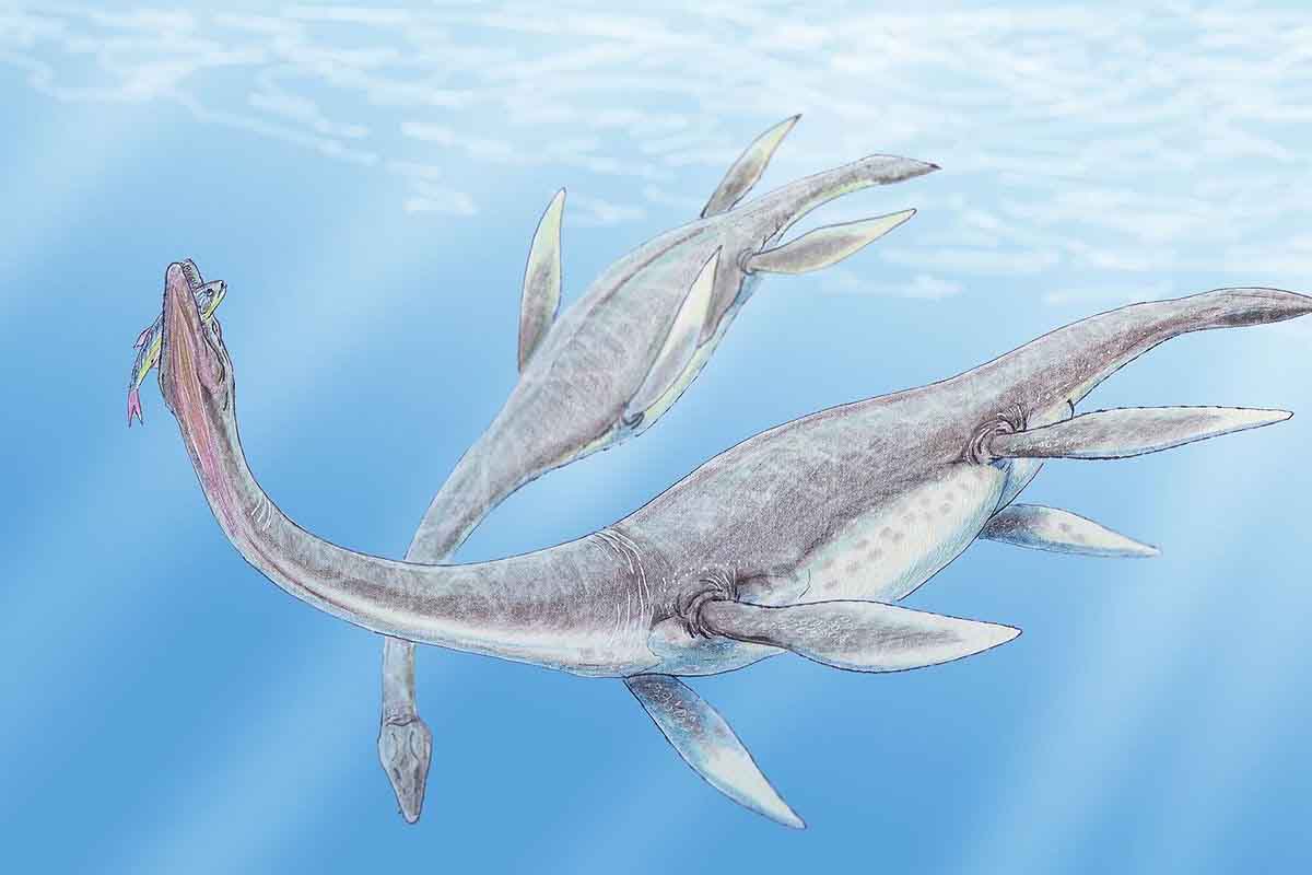 Nový výskum mení predstavy o plesiosauroch, ktoré inšpirovali lochneskú príšeru