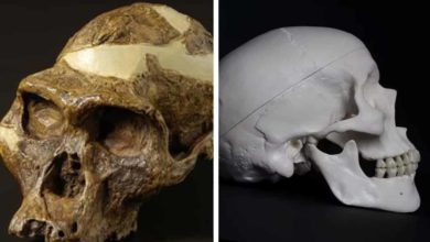 Scvrkol sa náš mozog pred 3-tisíc rokmi?