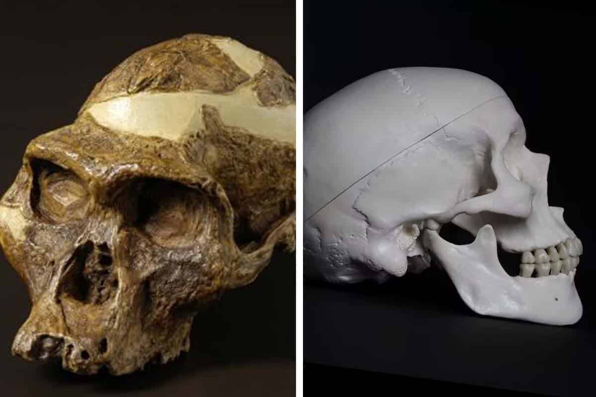 Scvrkol sa náš mozog pred 3-tisíc rokmi?