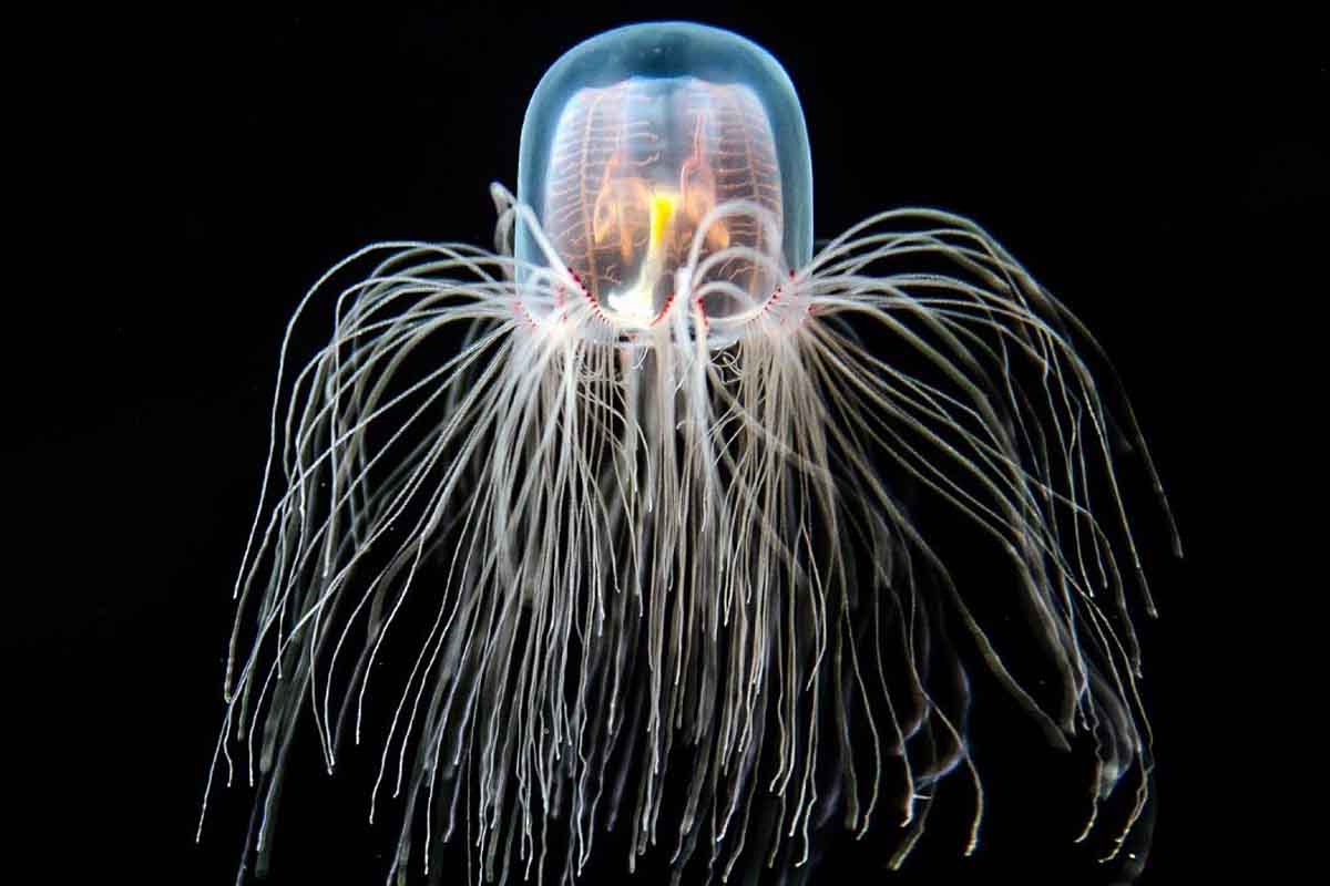 Vedci v novej štúdii odhaľovali záhadu nesmrteľnej medúzy
