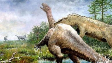 Nemecká univerzita identifikovala nový druh dinosaura