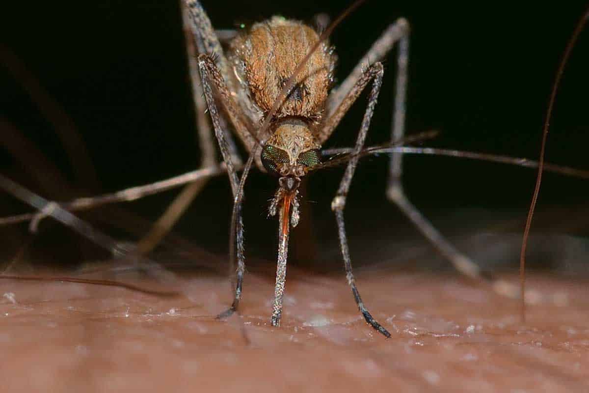 Obľubujú si vás komáre? Takto sa im vyhnete!