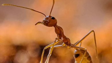 Koľko mravcov kráča po Zemi?
