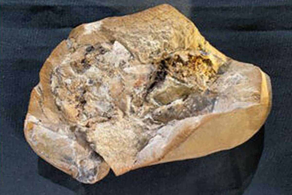 Najstaršia fosília srdca prezrádza čo-to j o našej evolúcii