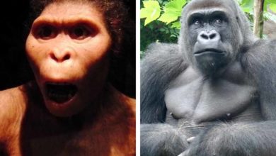 Kto bol múdrejší? Australopitek, alebo moderná gorila?