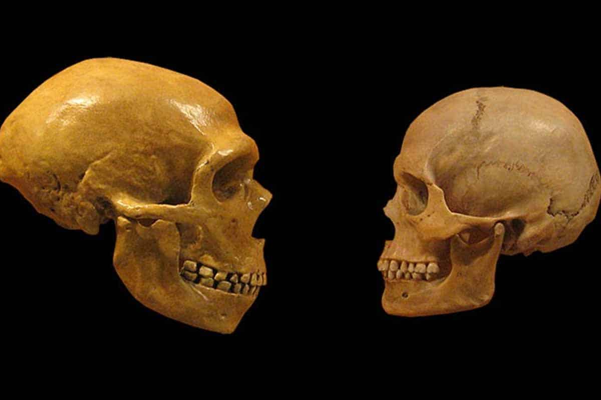 Sú ľudia a Neandertálci jeden a ten istý druh?
