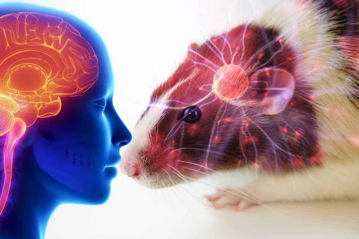 Ako sa správali ľudské neuróny v mozgu potkana