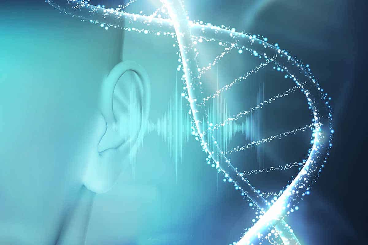 Vedci po prvýkrát v histórií popísali molekulárne základy sluchu