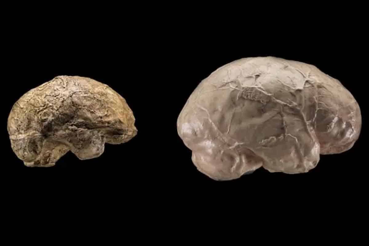 Prečo sa začal mozog človeka zväčšovať?