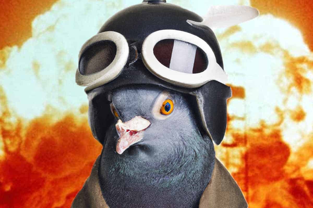 Koho napadlo posadiť holuba do pilotného kresla bomby?