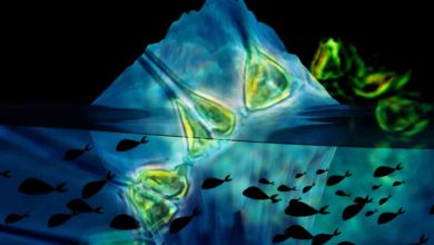 Výskum objavil pod ľadom antarktídy fytoplanktón. Môže sa tam nachádzať aj život?