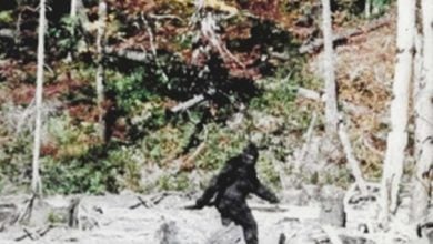 Vedci približujú ako vymrel skutočný Bigfoot