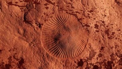 Pred približne 550-miliónmi rokov si Zem prešla prvým masovým vymieraním života